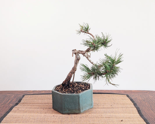 Mugo Pine #4 20yo